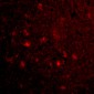 VISA Antibody